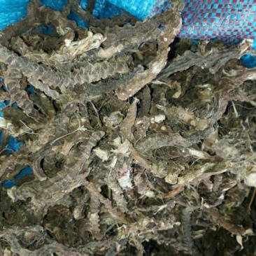 石菖蒲中选条