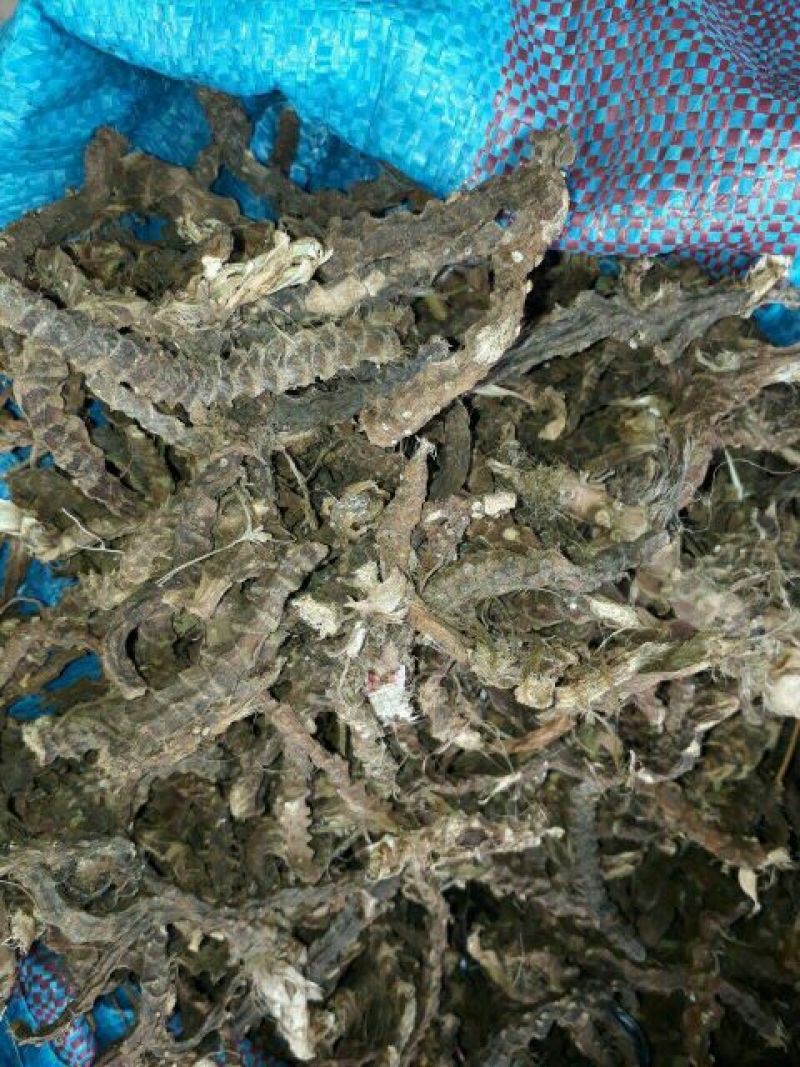 石菖蒲中选条