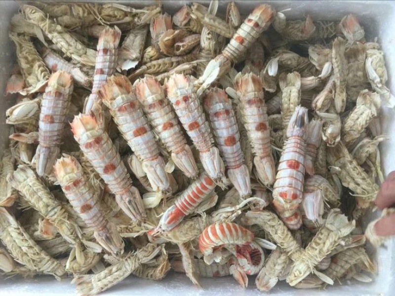 干虾皮皮虾干
