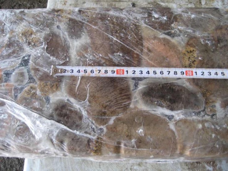 俄罗斯进口海茄子糙海参食用冰冻块冻原料
