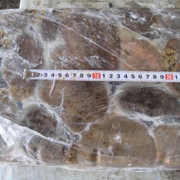 俄罗斯进口海茄子糙海参食用冰冻块冻原料