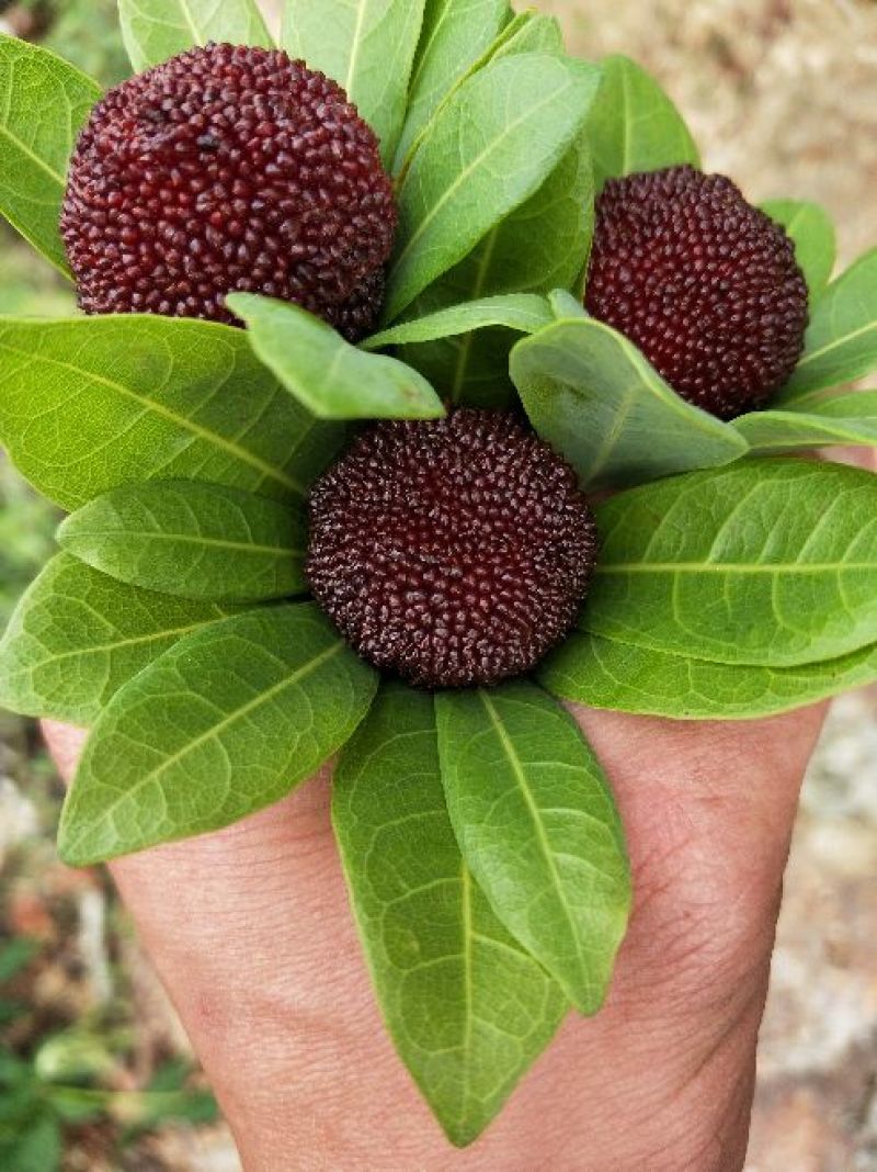 杨梅代办，量大