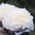 古田鲜银耳特级精选6朵盒装一手货源
