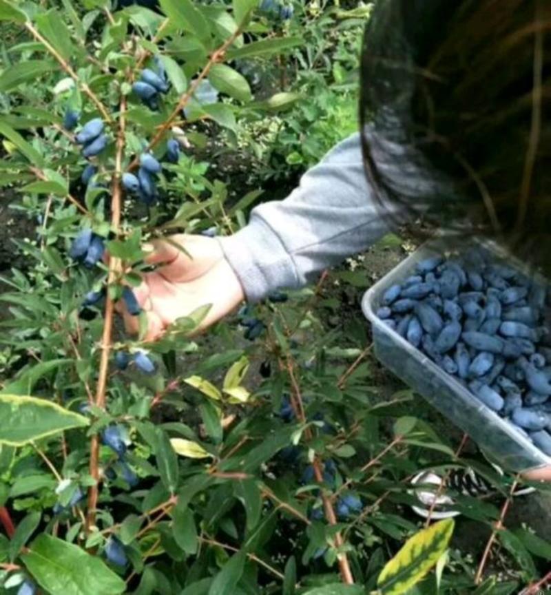 蓝靛果苗羊奶子果黑瞎子果苗山茄子苗适合采摘园种植