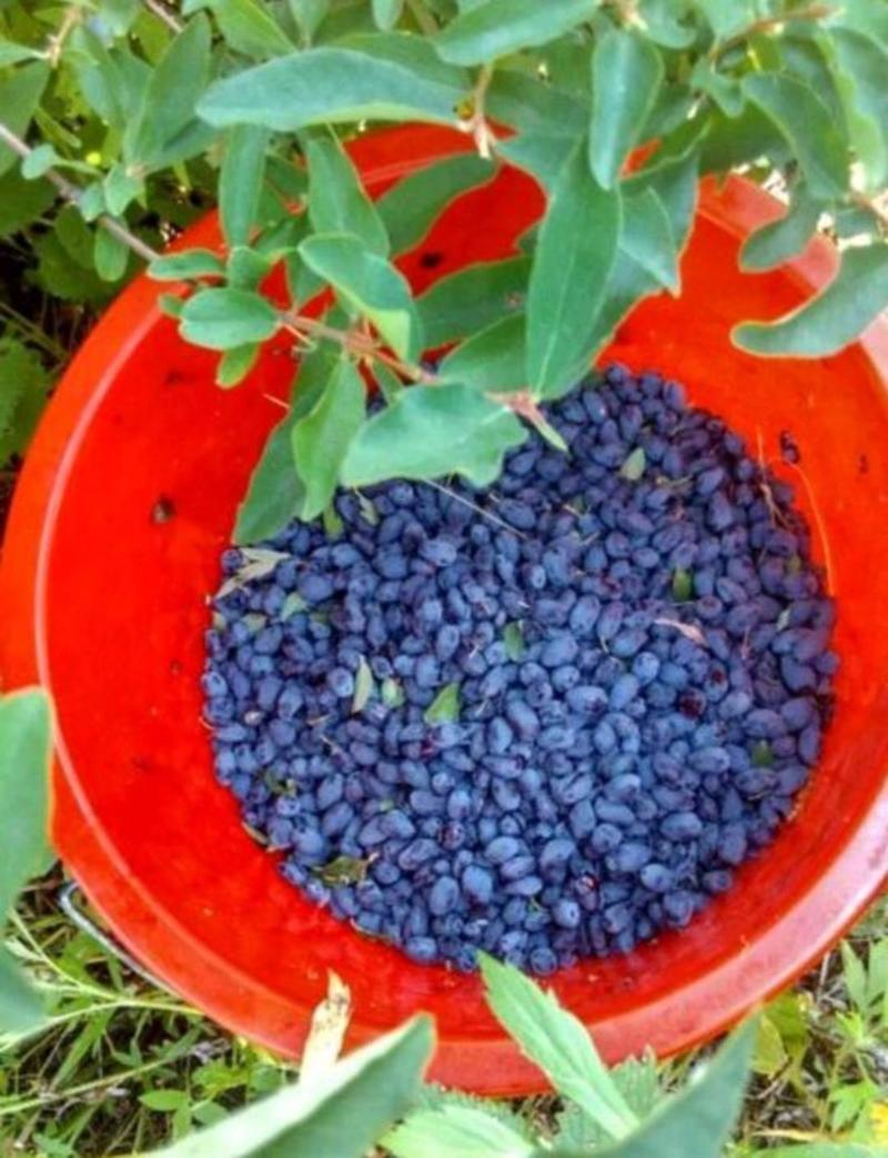 蓝靛果苗羊奶子果黑瞎子果苗山茄子苗适合采摘园种植