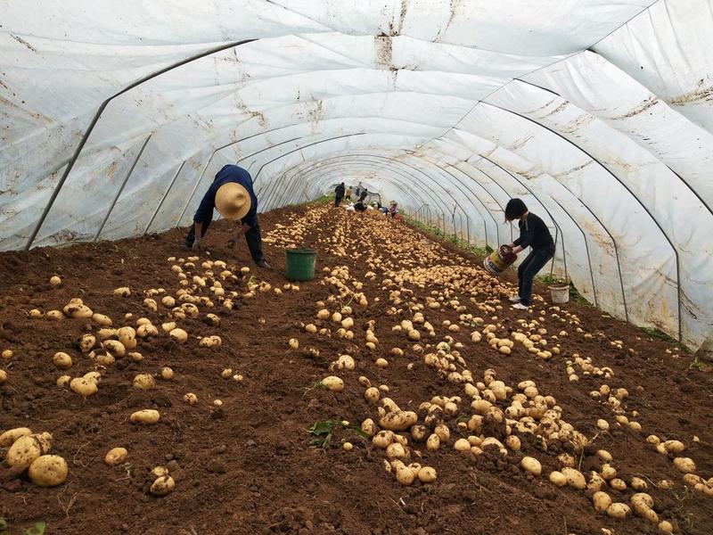 汉中沃土226土豆3两以上大棚土豆，日供货量300吨
