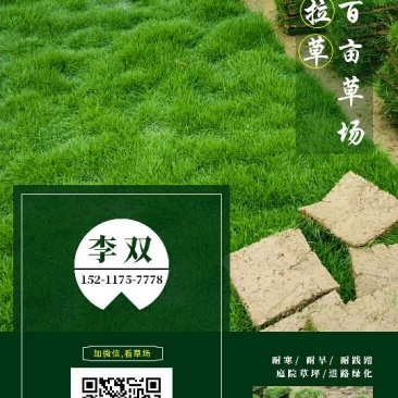 马尼拉草皮，草块，草卷！