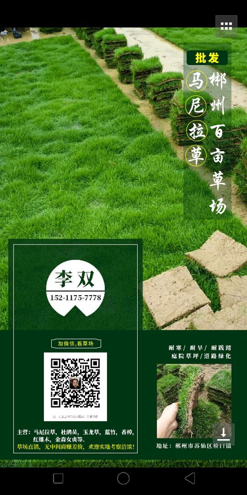 马尼拉草皮，草块，草卷！