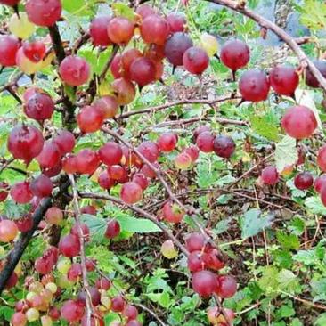 灯笼果苗鹅莓苗抗寒浆果采摘园种植根系发达成活率高