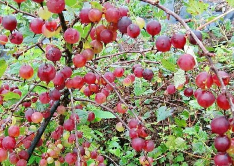 灯笼果苗鹅莓苗抗寒浆果采摘园种植根系发达成活率高