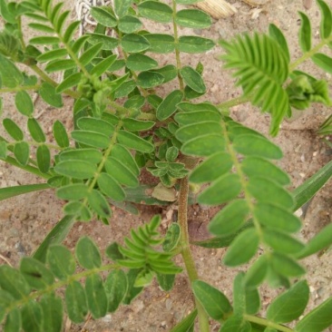 黄芪籽，绵芪籽，种籽