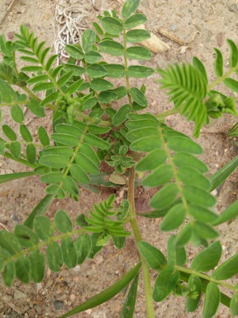 黄芪籽，绵芪籽，种籽
