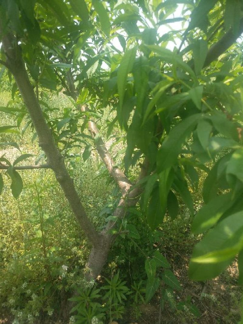 桃树苗桃树苹果树出售