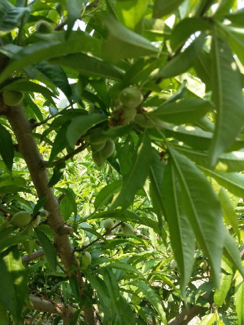 桃树苗桃树苹果树出售