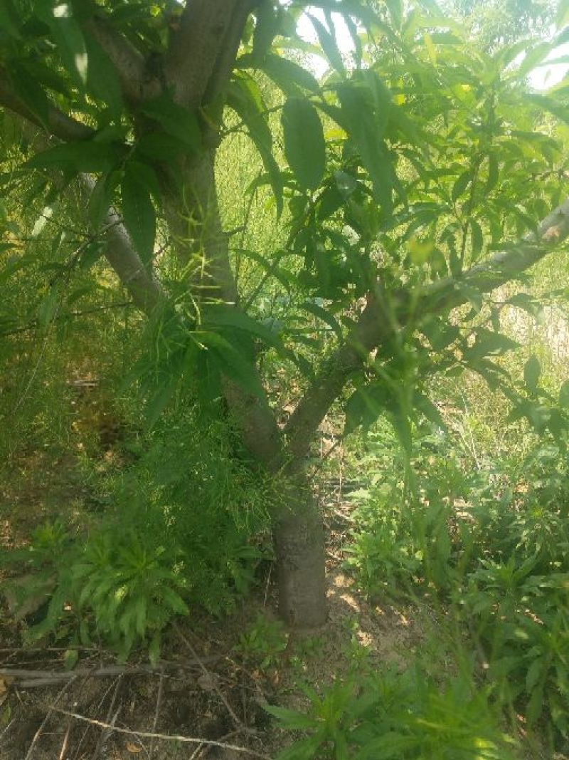 桃树苗桃树苹果树出售