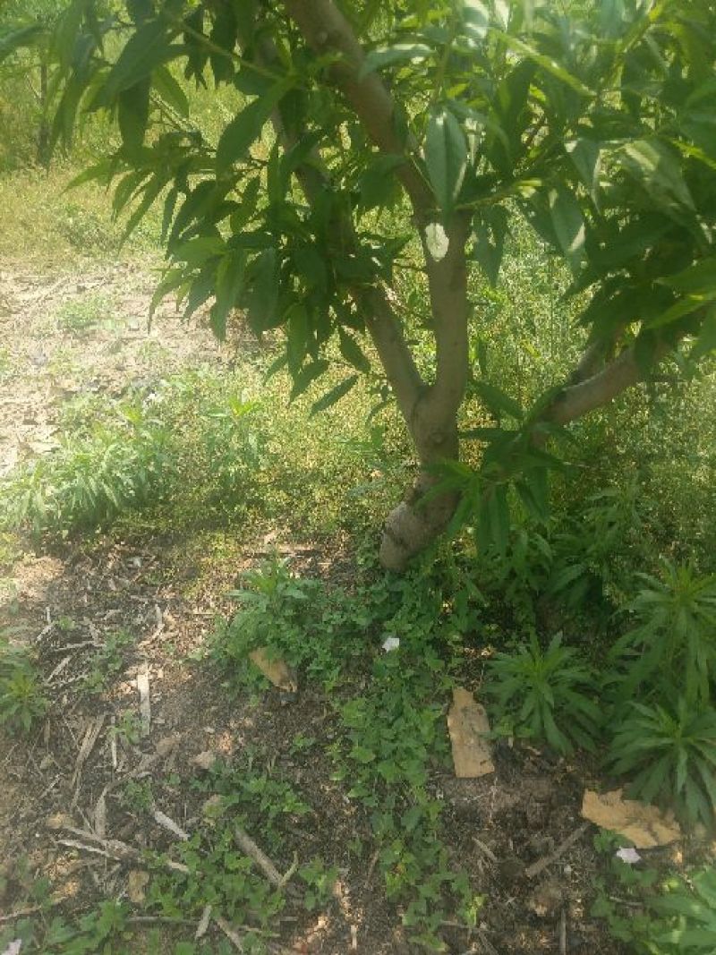桃树苗桃树苹果树出售