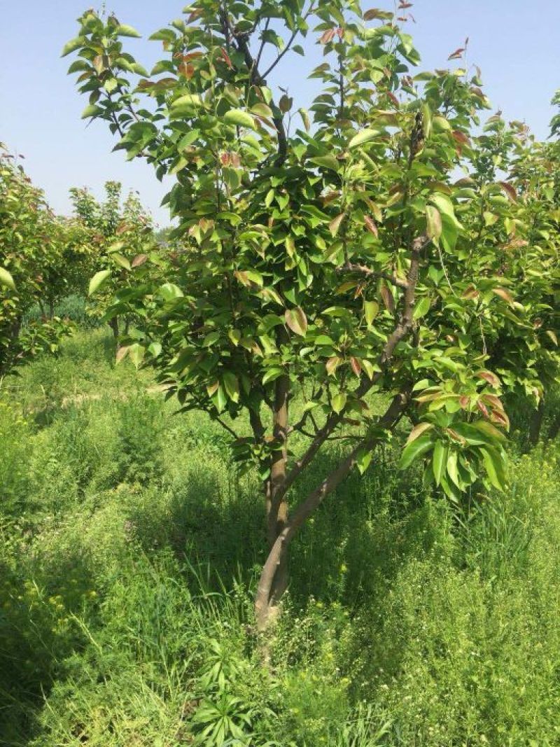 桃树苗桃树苹果树出售