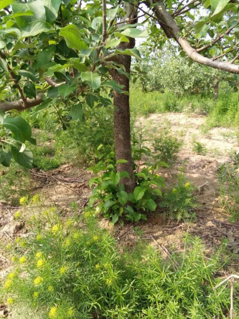 桃树苗桃树苹果树出售