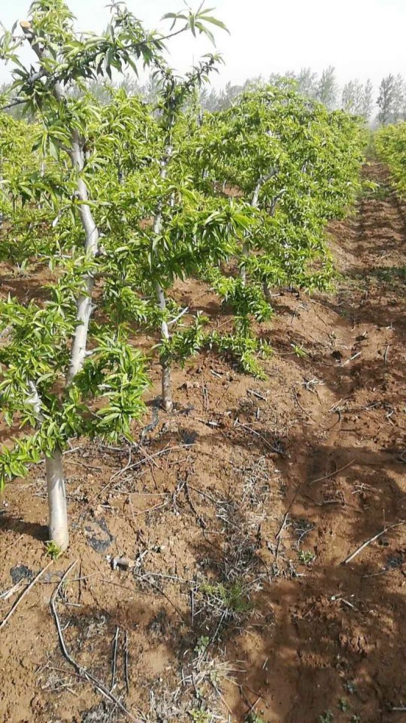 桃树苗桃树苹果树出售