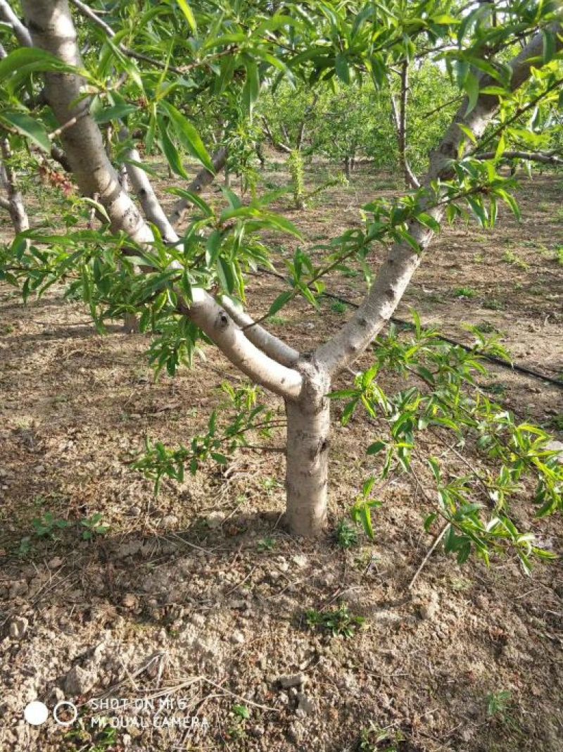 桃树苗桃树苹果树出售