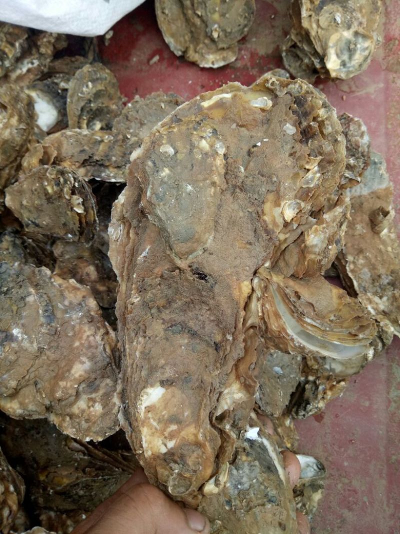 海蛎食用鲜活