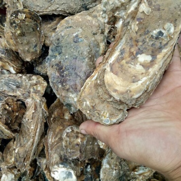 海蛎食用鲜活