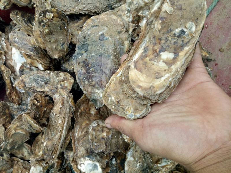 海蛎食用鲜活