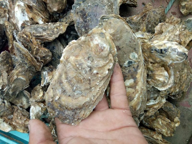 海蛎食用鲜活