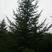 青扦云杉:高度0.5米到4.5米，冠型优美密枝大冠。
