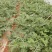 8424，美都，711，久甜，早佳，早春系列