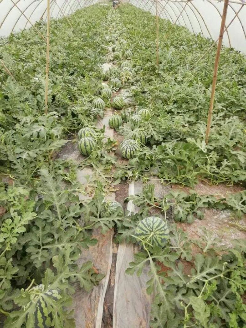 8424，美都，711，久甜，早佳，早春系列
