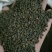 甘肃产地纯新棉黄芪种子出苗率98%以上