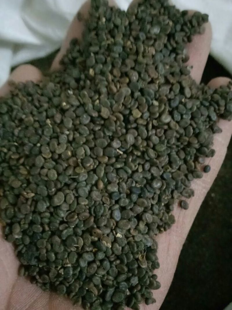 甘肃产地纯新棉黄芪种子出苗率98%以上