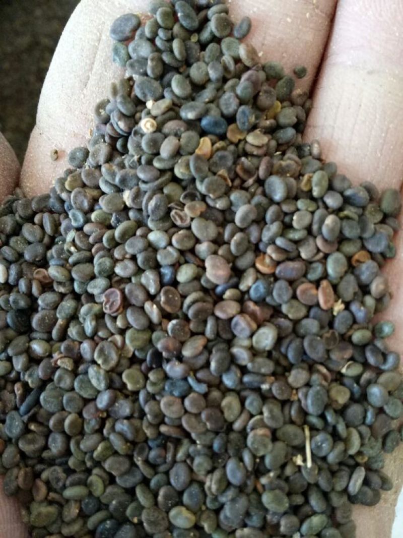甘肃产地纯新棉黄芪种子出苗率98%以上