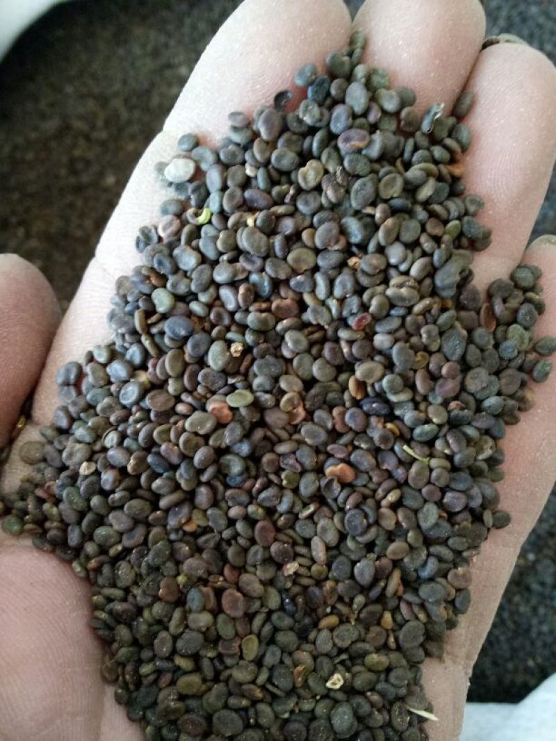 甘肃产地纯新棉黄芪种子出苗率98%以上