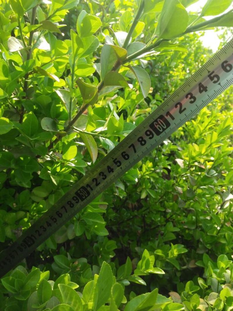 胶州卫矛8~10cm4cm以下0.5~1米