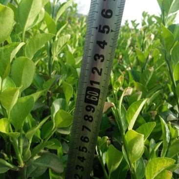 胶州卫矛8~10cm4cm以下0.5~1米