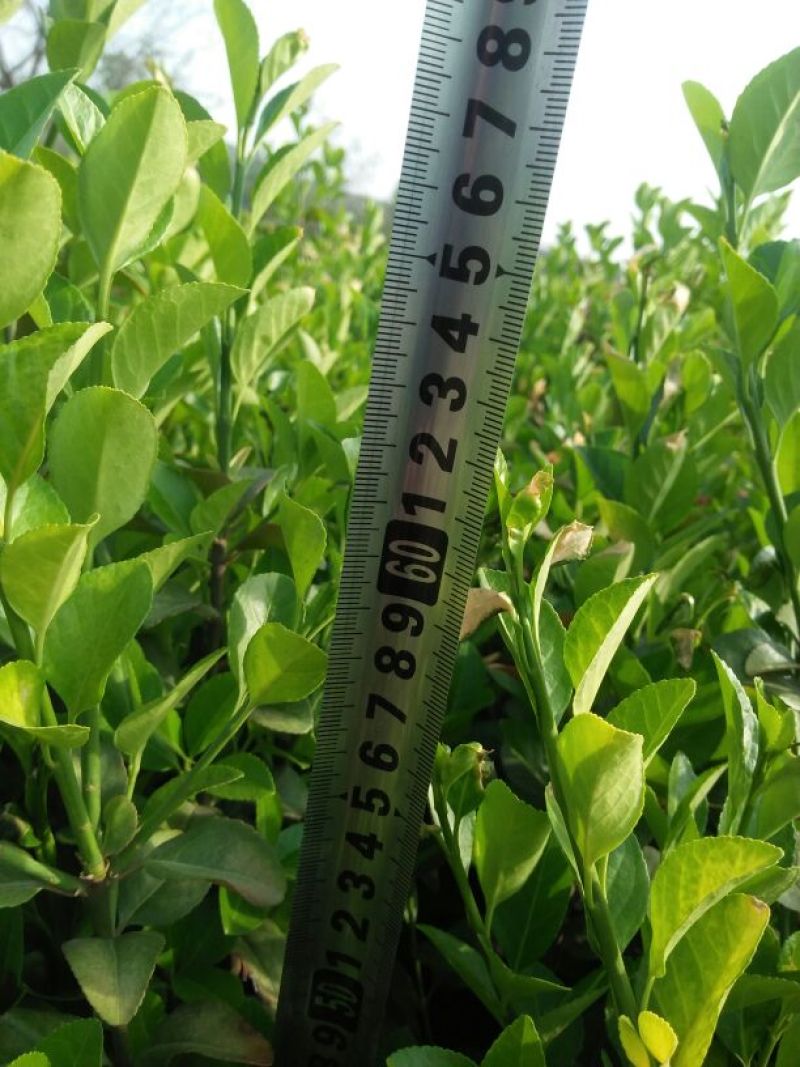 胶州卫矛8~10cm4cm以下0.5~1米