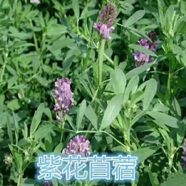 紫花苜蓿种子