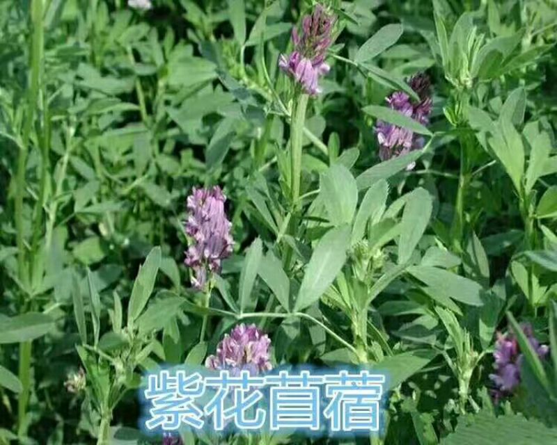 紫花苜蓿种子