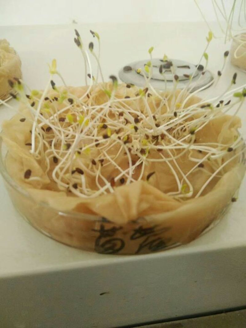 紫花苜蓿种子