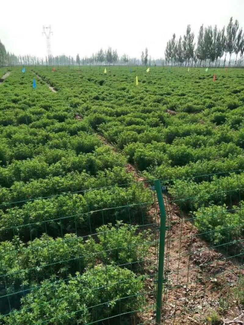 紫花苜蓿种子