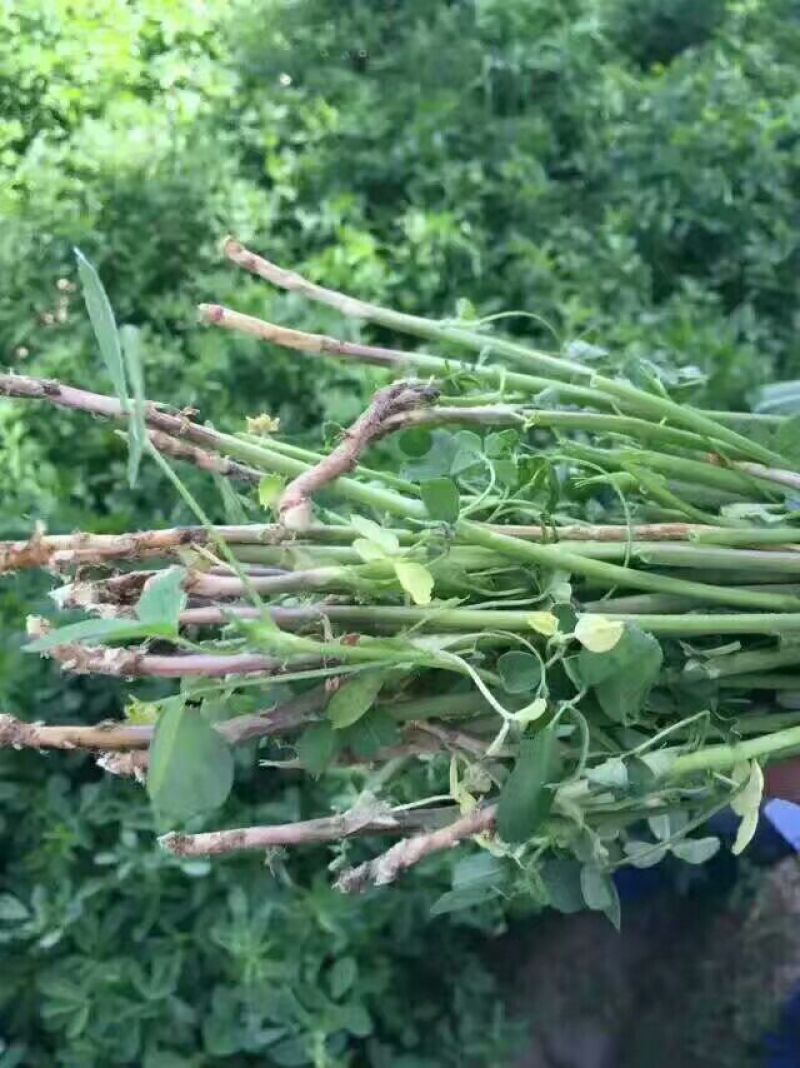 紫花苜蓿种子