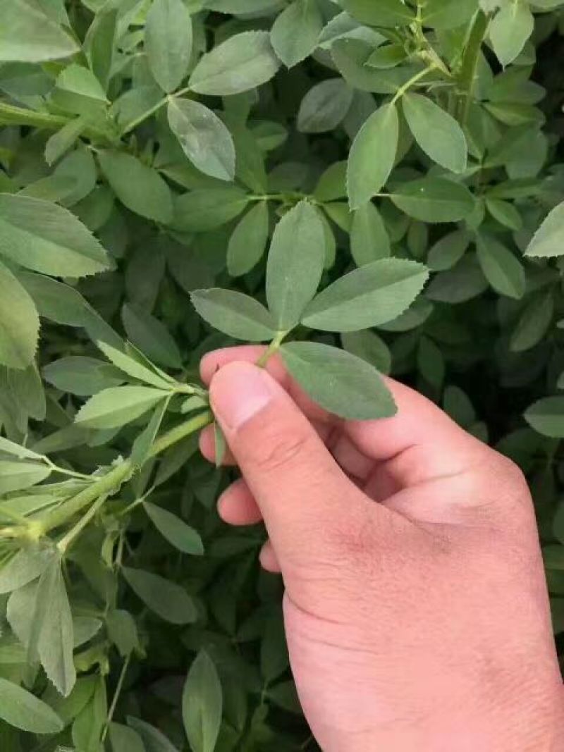 紫花苜蓿种子