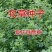 紫花苜蓿种子