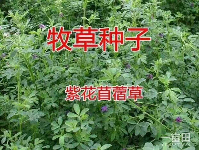 紫花苜蓿种子