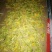 金银花统花
