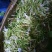 金银花统花