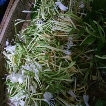 金银花统花