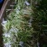 金银花统花